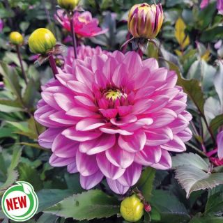 Dark Crystal Dahlia Thumbnail